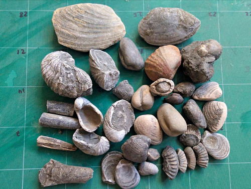 Fossil job lot jurassic - fossil,