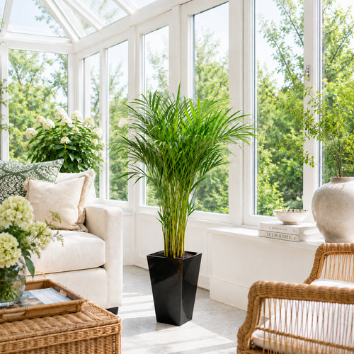 Large areca palm floor - areca,