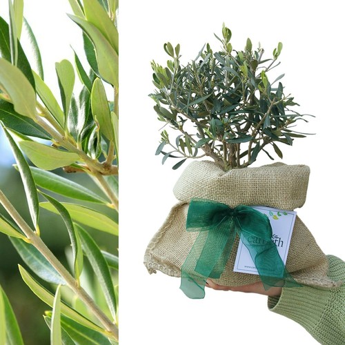 Olive bush olea europaea in - 'olea,