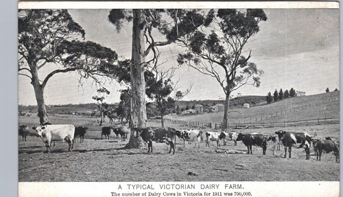 Victorian dairy farm 1911 - victorian,