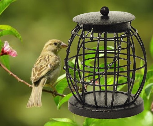 Wild bird fat - bird, ball