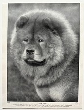 CHOW CHOW DOG BREED - 1930s VINTAGE BOOK ILLUSTRATION