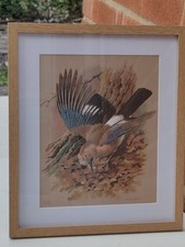Basil Ede, The Jay Bird, Colorful 1965 Print In A New Frame/Glass/Stand VGC