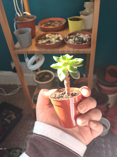 Live potted echeveria - live,
