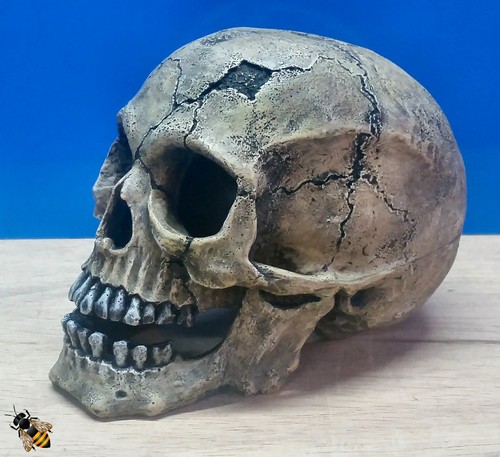 Fish tank human skull - tank, aquarium