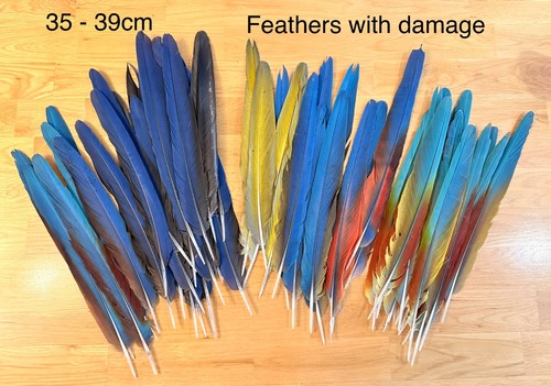 Parrot macaw feather - feather, crafts