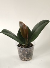 Ficus Elastica - Rubber Plant