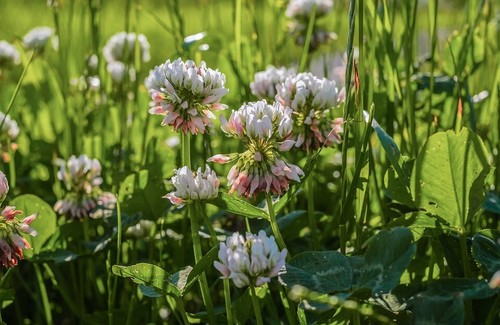 15200 white dutch clover - 15200+,