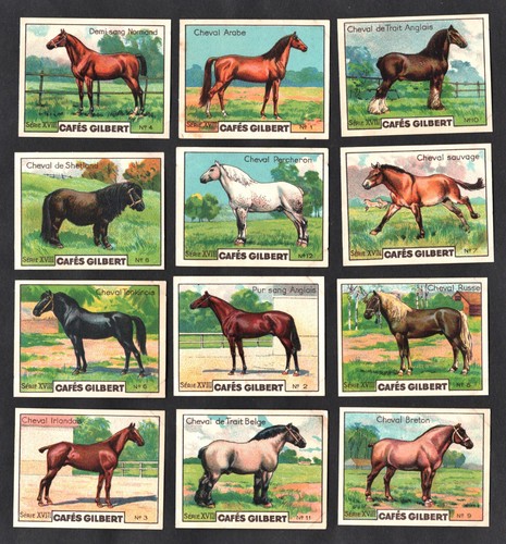 Horse pony breeds cafes - pony,