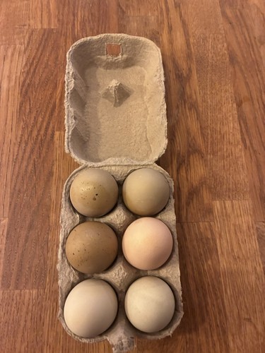 Chicken eggs - chicken,