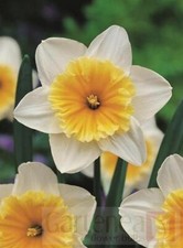 10 PRE-CHILLED Slim Whitman