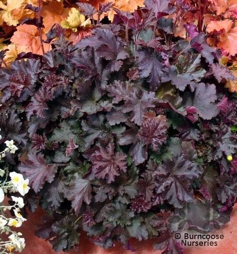 Heuchera coral bells purple - heuchera,