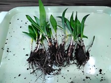 10 WILD GARLIC BULBS