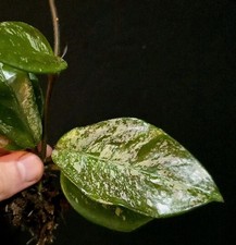 Hoya Cornosa Freckled Splash