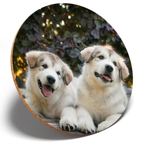 Alaskan malamute puppies - alaskan,