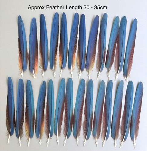 Parrot macaw feather crafts - feather,