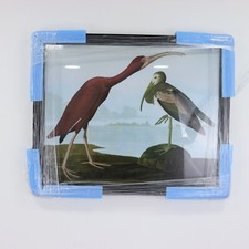 John Lewis Brookpace Lascelles John James Audubon 'Tropical Bird I' Framed Print