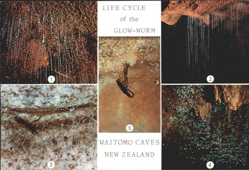 Vintage glow worm life - glow-worm,