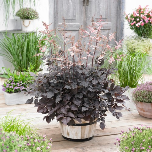 Astilbe chocolate shogun - astilbe,
