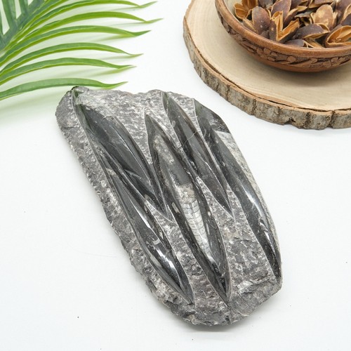Large natural orthoceras - natural,