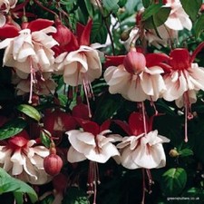 6 Giant Trailing Fuchsia