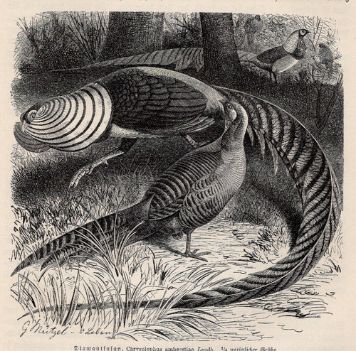 Lady amherst pheasant - lady,