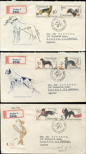 Afghan hound cesky terrier - hound,