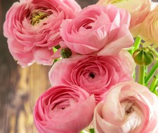 Ranunculus asiaticus pink - ranunculus,