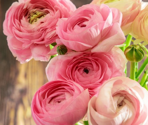 Ranunculus asiaticus pink - asiaticus,