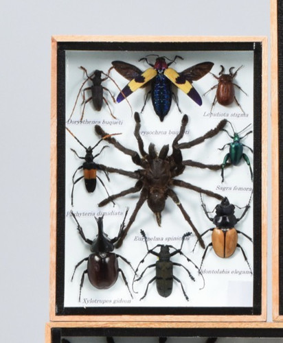 Entomology insect collection - entomology,
