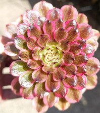 Aeonium Watermelon Taro Var -