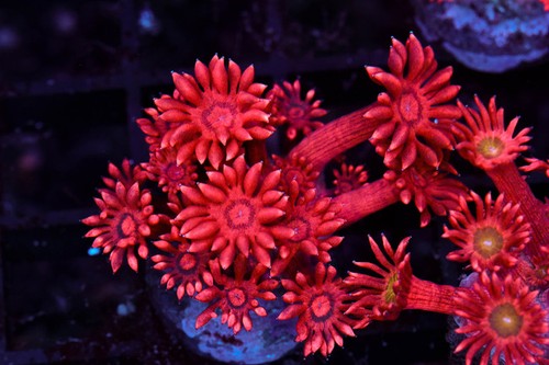 Red aussie goniopora wysiwyg - red,
