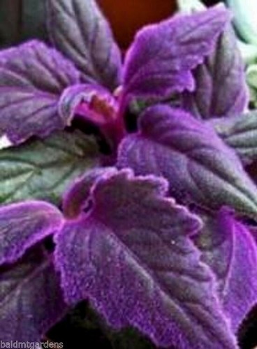 Rare purple passion - purple,