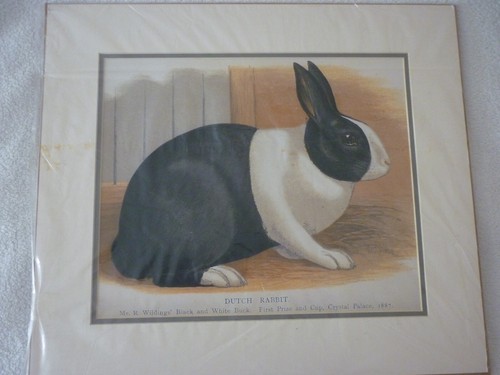 Black dutch buck rabbit - dutch,