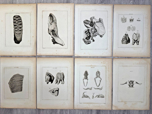 Antique anatomy prints 1823 - antique,