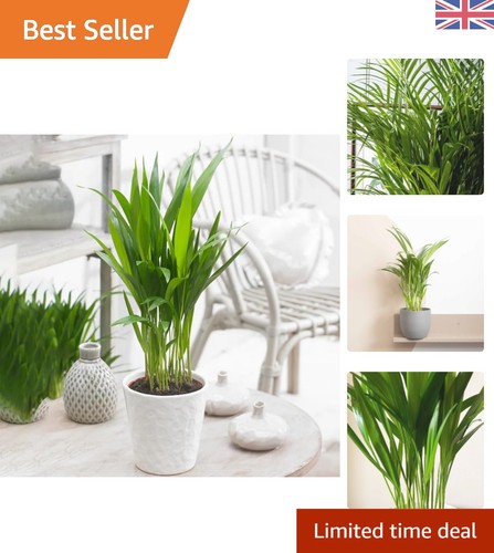 Stylish 12cm areca - stylish, air