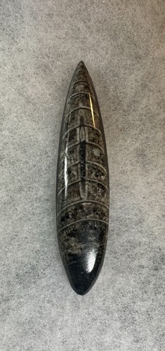 Polished orthoceras fossil - polished,