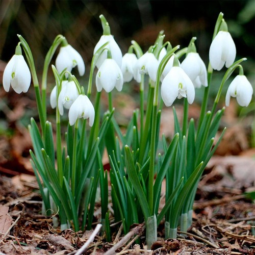 Galanthus nivalis aka snow - nivalis.,
