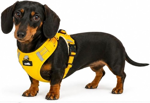 Miniature dachshund harness - miniature,
