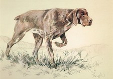 Short Haired German Pointer