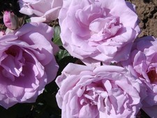 Climbing Blue Moon - Lilac Climbing Rose - Bare Root-PRE ORDER