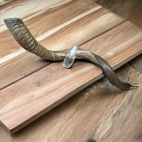 Kudu yemenite shofar horn - yemenite,