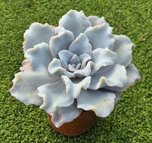Echeveria crispate beauty - 'crispate, beauty'
