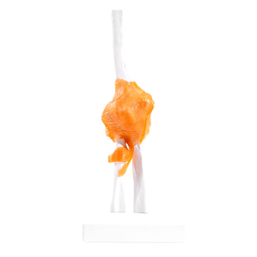 Human elbow joint model - elbow,