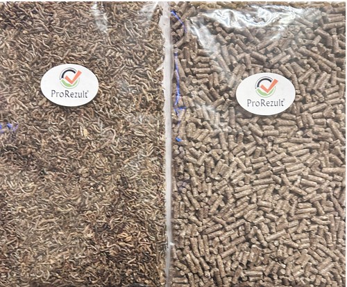 Blood worms fish - blood,