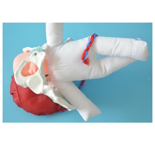 Female pelvis model - pelvis,