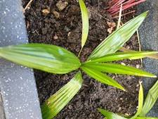 Palm Tree Plant -TRACHYCARPUS