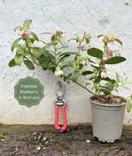 2 x 1L Pot  Blueberry Plant