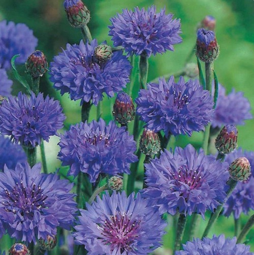 Cornflower plug - cornflower,