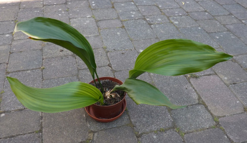 Aspidistra cast iron - cast,